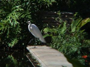 Animal Kingdom - Walt Disney World