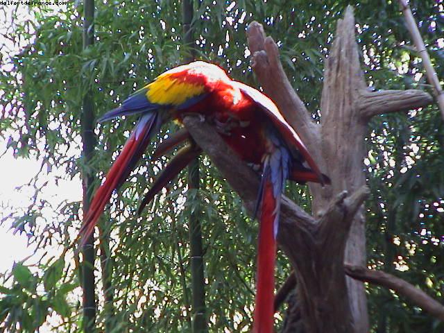Animal Kingdom - Walt Disney World