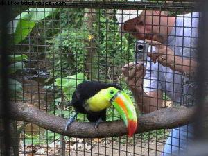 Roatan - Notre 2eme croisière RSVP (à Bord de l'Oosterdam)