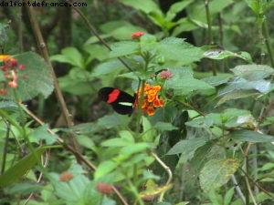 Roatan - Notre 2eme croisière RSVP (à Bord de l'Oosterdam)