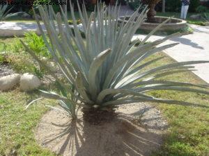 Puerto Vallarta - Notre 3eme croisière RSVP (à bord de l'Oosterdam)