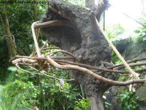 Animal Kingdom - Disney Gaydays - Orlando