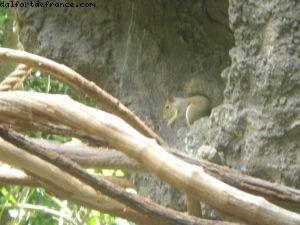 Animal Kingdom - Disney Gaydays - Orlando