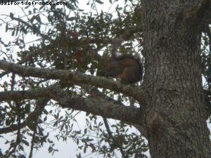 Animal Kingdom - Walt Disney World