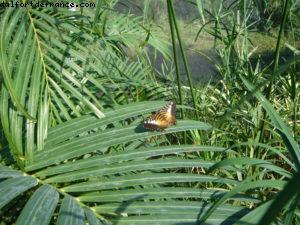 Grand Cayman Island - Our 11th Cruise (Explorer of the seas)