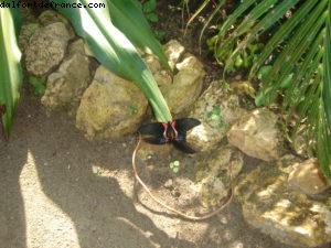 Grand Cayman Island - Our 11th Cruise (Explorer of the seas)