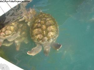 Grand Cayman Island - Our 11th Cruise (Explorer of the seas)