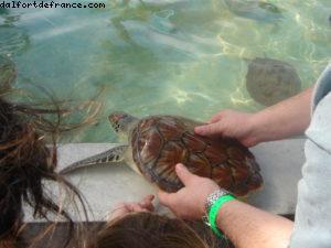 Grand Cayman Island - Our 11th Cruise (Explorer of the seas)