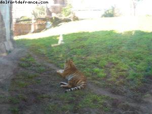 Animal Kingdom - Walt Disney World