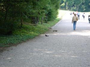 Château de Schönbrunn - Vienne