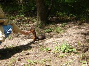 Château de Schönbrunn - Vienne