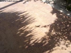 Half Moon Cay - Notre 5eme croisière RSVP (à bord du Westerdam)