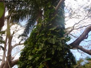 Chichen Itza - Notre 5eme croisière RSVP (à bord du Westerdam)