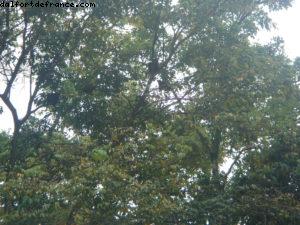 Limon - Notre 5eme croisière RSVP (à bord du Westerdam)