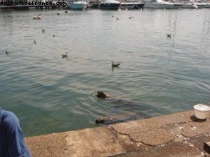Punta Del Este - Notre 12eme croisière Atlantis (à bord de l'Oceania Insigna)