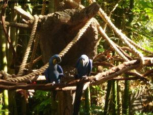 Animal Kingdom - Walt Disney World