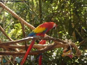 Animal Kingdom - Walt Disney World