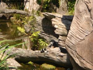 Animal Kingdom - Walt Disney World