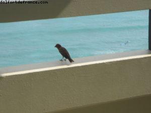 Hôtel Sheraton Waikiki