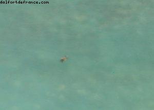 Hôtel Sheraton Waikiki - Honolulu