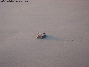 Puerto Vallarta - Notre 18eme Atlantis