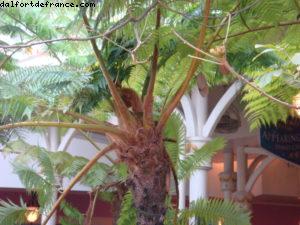 Disneyland - Hong Kong