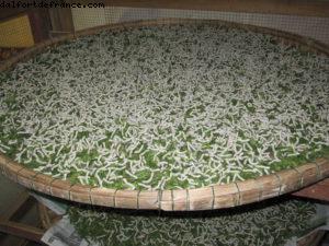 Hoi an - Notre 26eme croisière Atlantis (à bord de l'Azamara Quest)