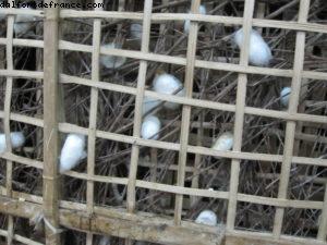 Hoi an - Notre 26eme croisière Atlantis (à bord de l'Azamara Quest)