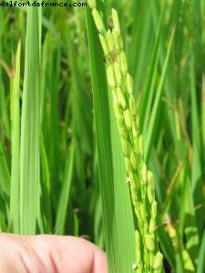 Hoi an - Notre 26eme croisière Atlantis (à bord de l'Azamara Quest)