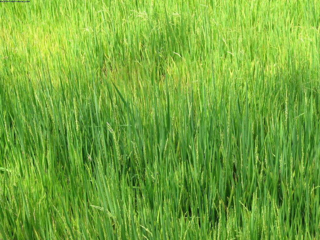 Hoi an - Notre 26eme croisière Atlantis (à bord de l'Azamara Quest)