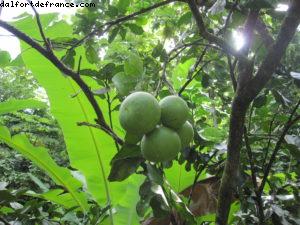 Tahiti - Notre 33eme croisière Atlantis (à bord du Paul Gauguin)
