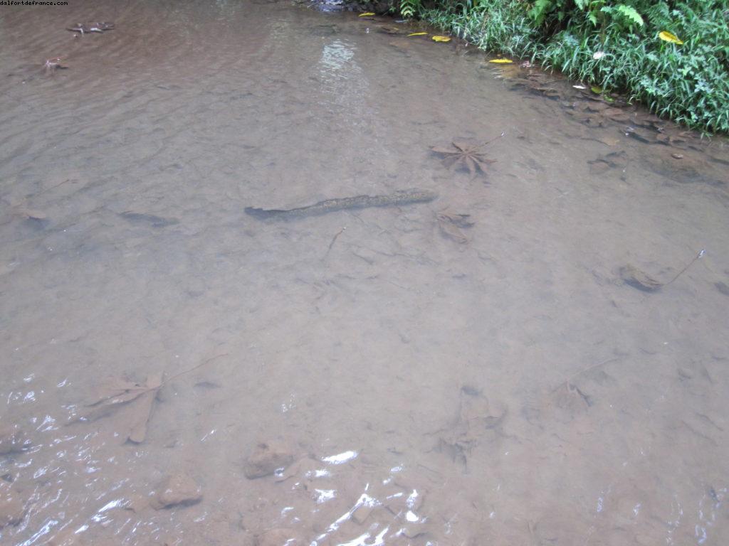 Tahiti - Notre 33eme croisière Atlantis (à bord du Paul Gauguin)