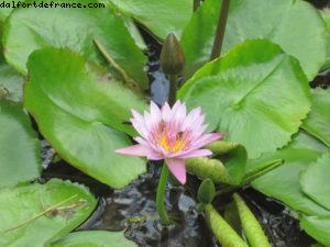 Tahiti - Notre 33eme croisière Atlantis (à bord du Paul Gauguin)