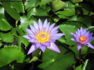Raiatea - Tahiti - Notre 33eme croisière Atlantis (à bord du Paul Gauguin)