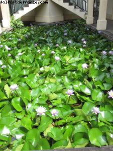 Raiatea - Tahiti - Notre 33eme croisière Atlantis (à bord du Paul Gauguin)