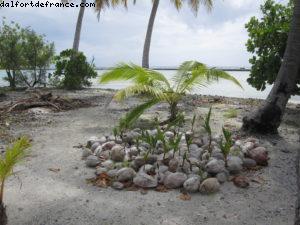 Taha'a - Motu Moana - Tahiti - Notre 33eme croisière Atlantis (à bord du Paul Gauguin)