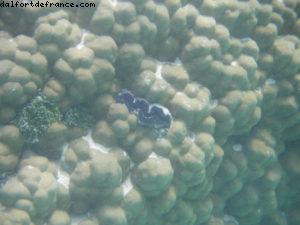 Taha'a - Motu Moana - Tahiti - Notre 33eme croisière Atlantis (à bord du Paul Gauguin)
