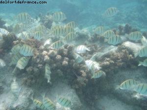 Taha'a - Motu Moana - Tahiti - Notre 33eme croisière Atlantis (à bord du Paul Gauguin)