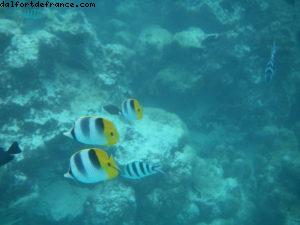 Taha'a - Motu Moana - Tahiti - Notre 33eme croisière Atlantis (à bord du Paul Gauguin)