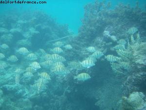 Taha'a - Motu Moana - Tahiti - Notre 33eme croisière Atlantis (à bord du Paul Gauguin)
