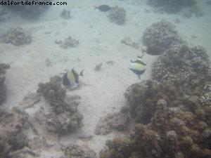 Hôtel Le Méridien - Papeete Notre 33eme croisière Atlantis (à bord du Paul Gauguin)