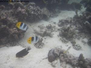 Hôtel Le Méridien - Papeete Notre 33eme croisière Atlantis (à bord du Paul Gauguin)