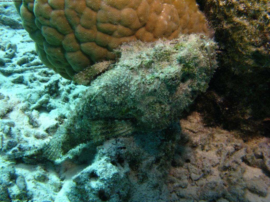 Scuba diving in Bora Bora