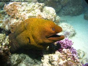 Scuba diving in Bora Bora