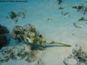 Scuba diving in Bora Bora