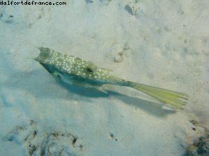 Scuba diving in Bora Bora