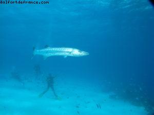 Scuba diving in Bora Bora