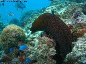 Scuba diving in Bora Bora