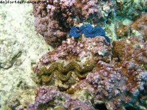 Scuba diving in Bora Bora