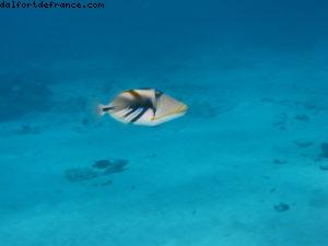 Scuba diving in Bora Bora